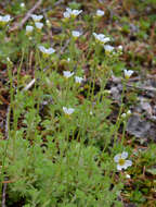 Plancia ëd Saxifraga cespitosa L.