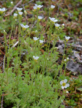 Plancia ëd Saxifraga cespitosa L.