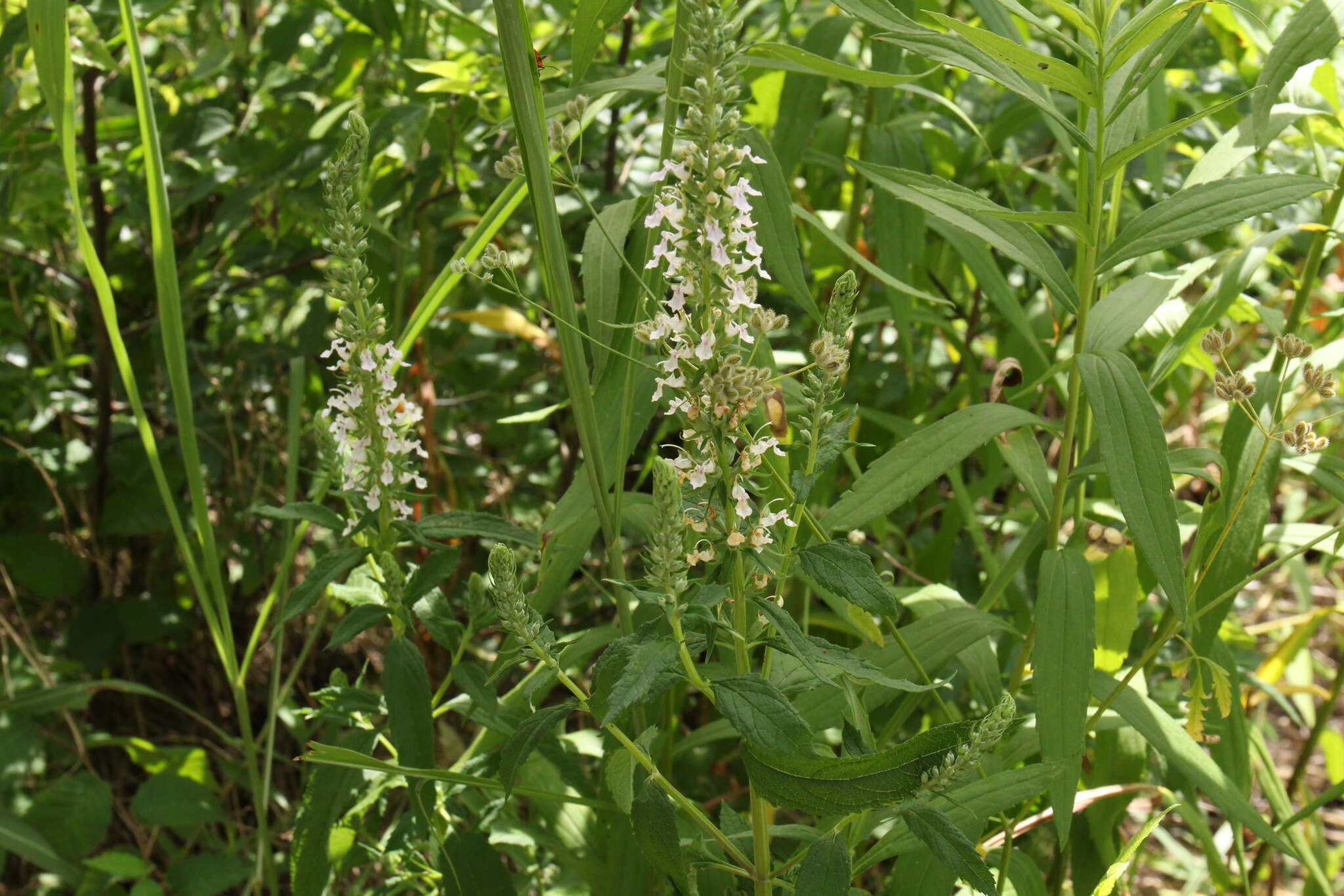 Image of Canada germander