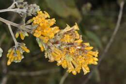 صورة Cestrum lorentzianum Griseb.