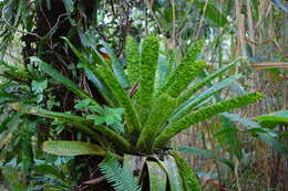 Imagem de Werauhia kupperiana (Suess.) J. R. Grant