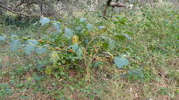 Image of Jamaican Nightshade