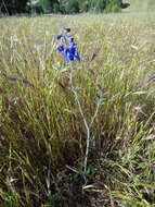 Image of royal larkspur