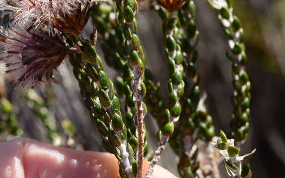 Image de Lachnospermum imbricatum (Berg.) Hilliard