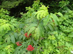 Image of Red-berried Elder