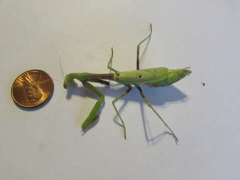 Image of Carolina Mantis