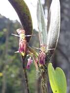 Image of Pleurothallis talpinaria Rchb. fil.