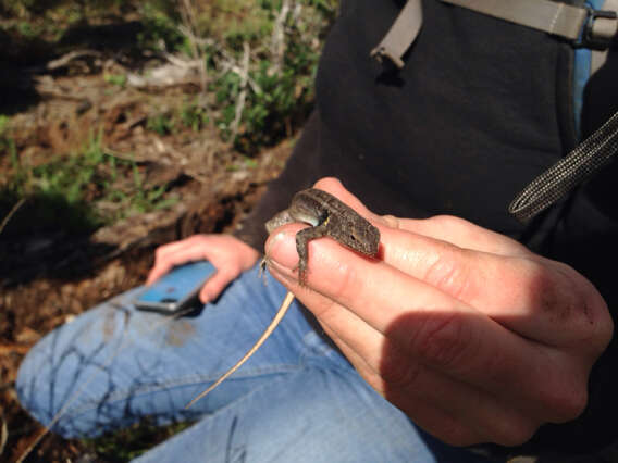 Image of Sceloporus variabilis marmoratus Hallowell 1852