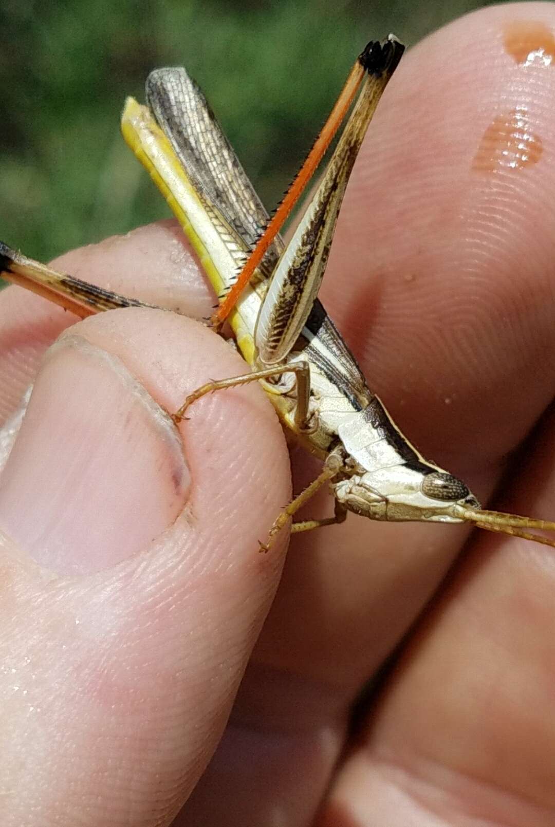 Image of Two-striped Mermiria