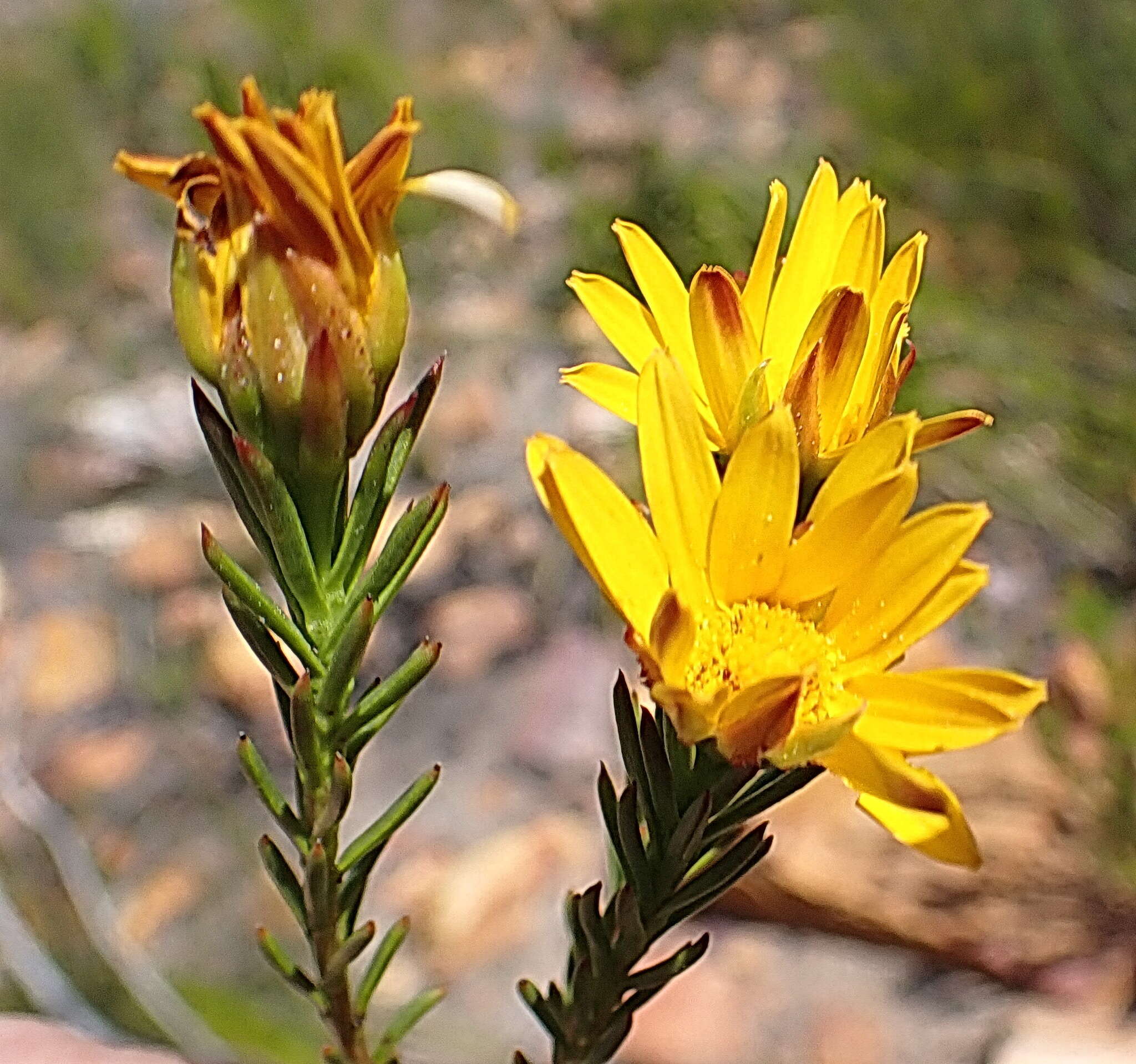 Plancia ëd Oedera capensis (L.) Druce