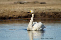 Image de Cygne de Bewick