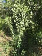 Eryngium horridum Malme resmi