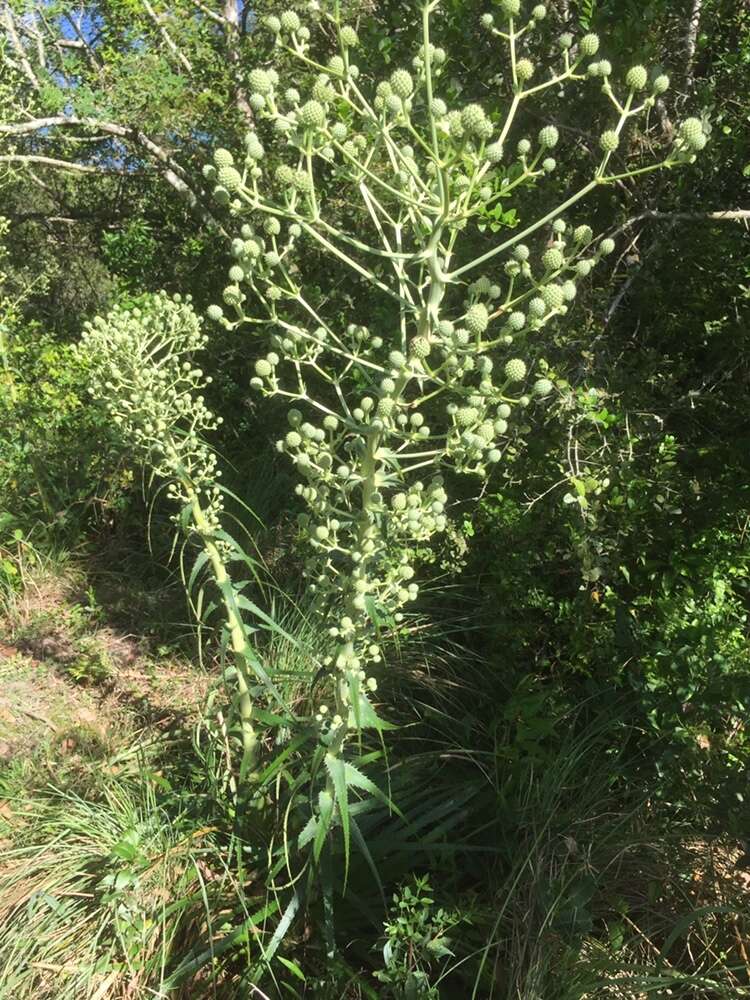 Eryngium horridum Malme resmi