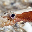 Image of Multicolor snake blenny