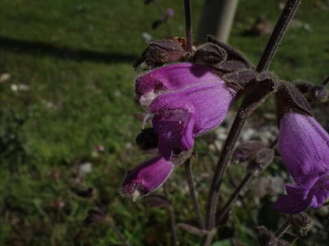 Salvia przewalskii Maxim. resmi