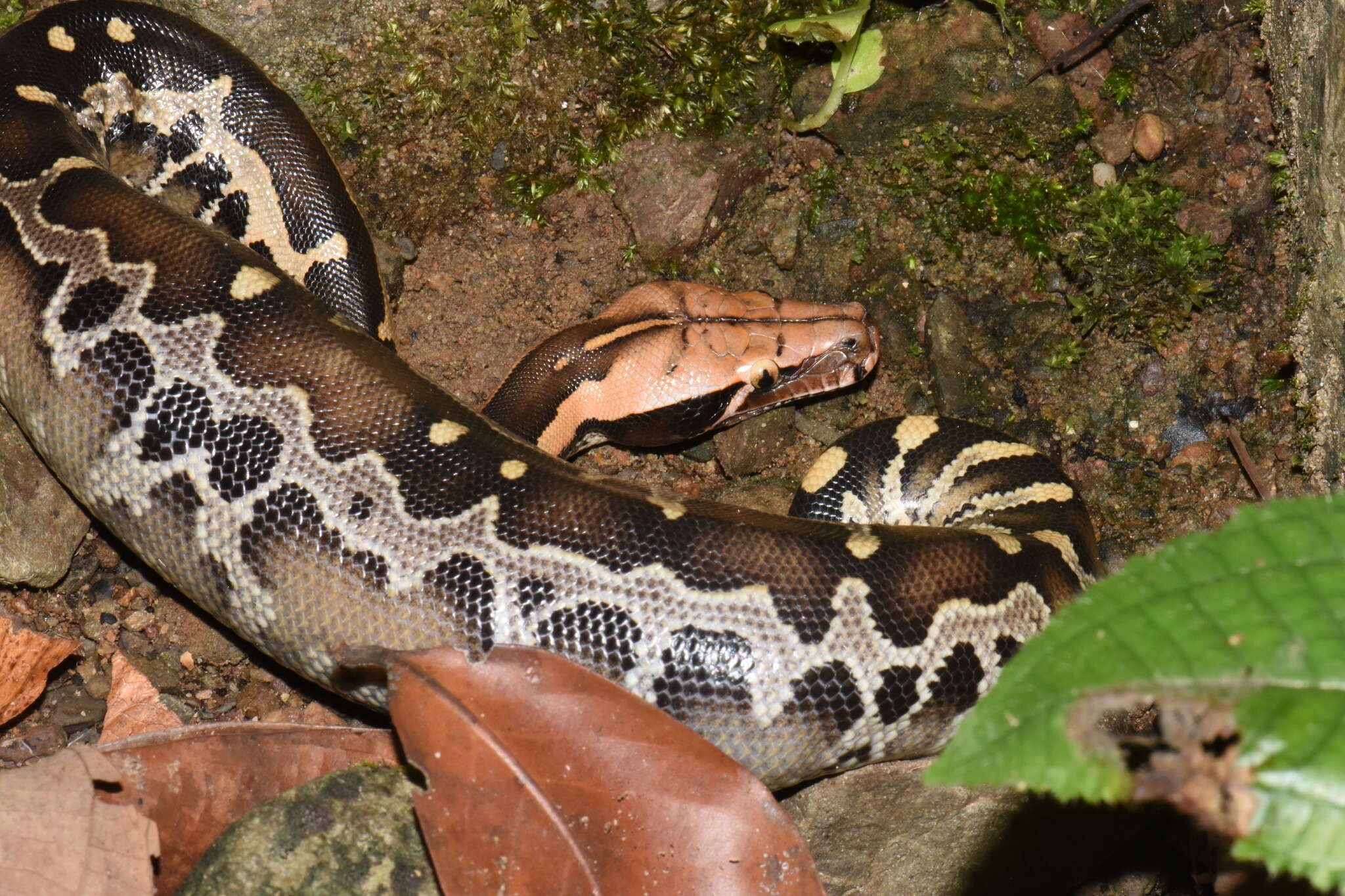 Image of Bornean Short-tailed Python