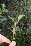 Image of Coprosma hirtella Labill.