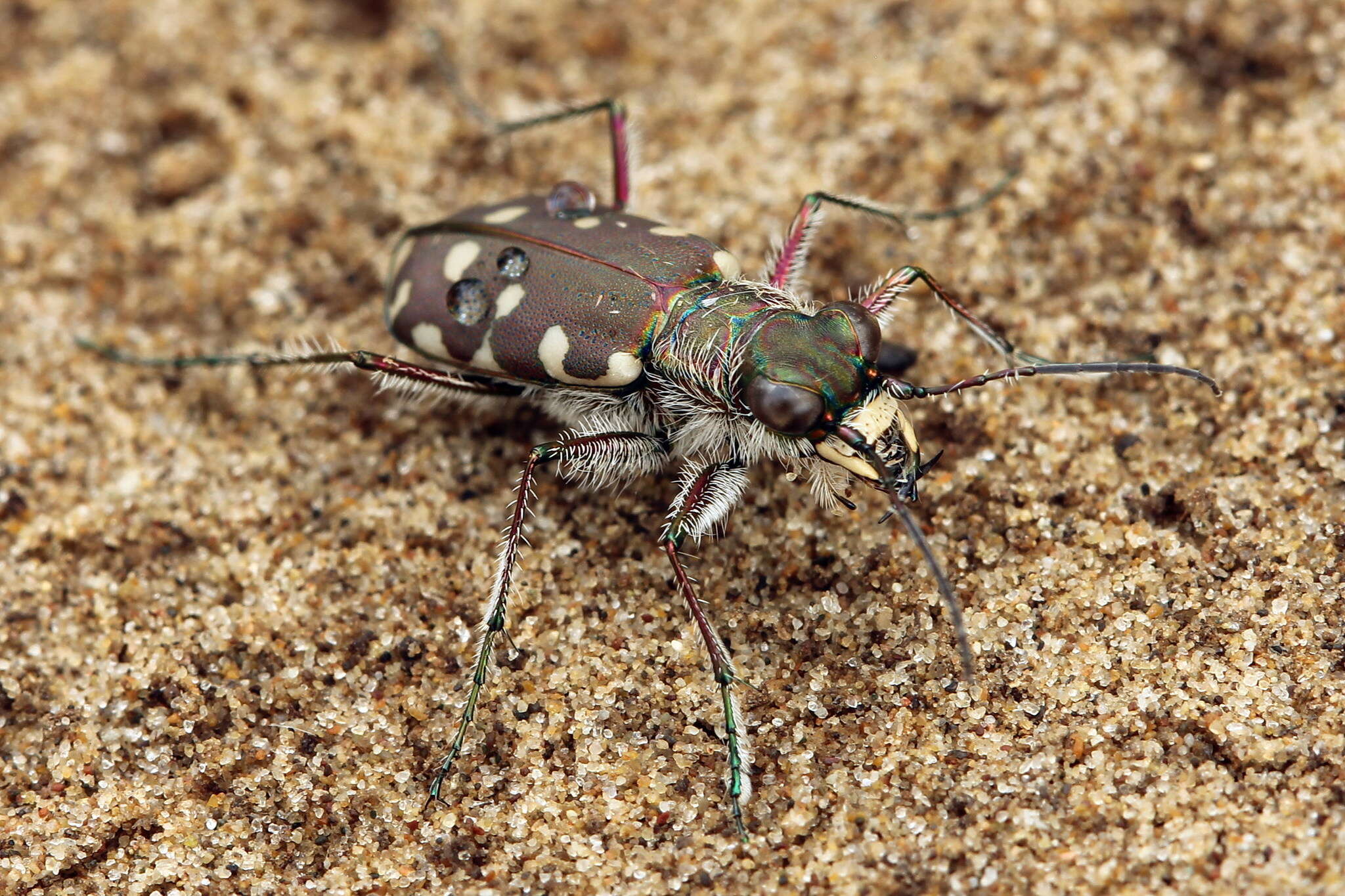 Image of Calomera littoralis conjunctaepustulata