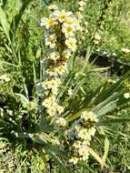 Image of Sisyrinchium striatum Sm.