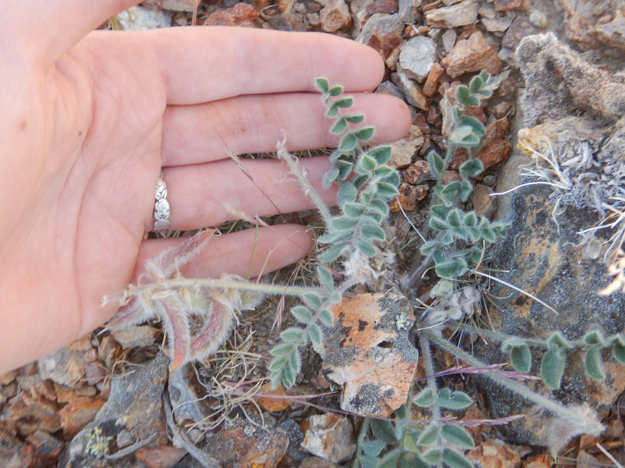 Imagem de Astragalus malacus A. Gray