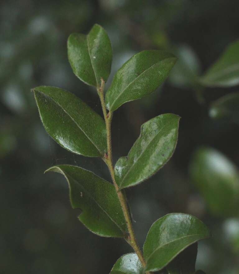 Слика од Diospyros whyteana (Hiern) F. White