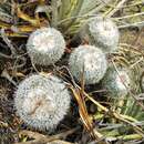 Image of Mammillaria geminispina subsp. leucocentra (A. Berg) D. R. Hunt