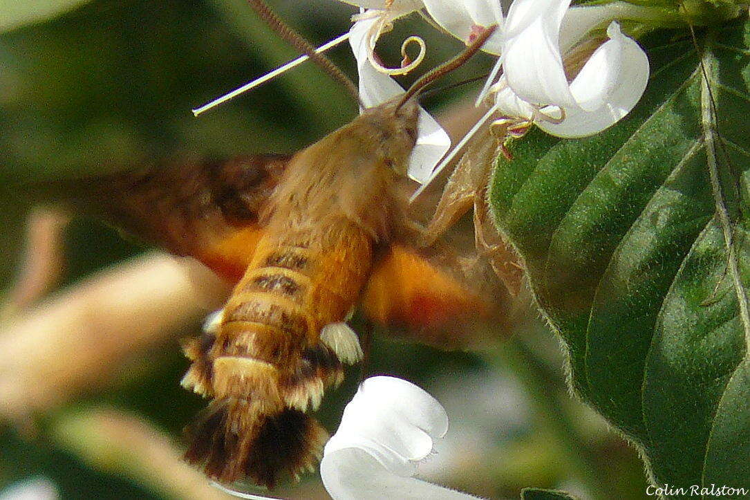 Image of Hypoestes aristata var. aristata