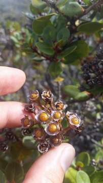 Image of 'ohi'a lehua