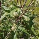 Image of Cirsium chlorocomos Somm. & Levier