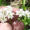 Image of Hairy Cornsalad