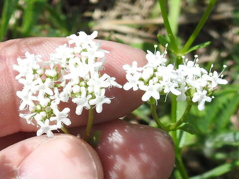 Image of Hairy Cornsalad