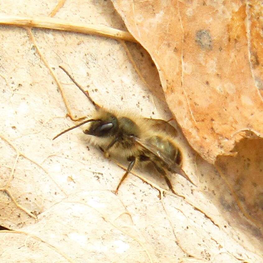 Image of Hornfaced Bee