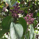 Image de Miconia asperrima Triana