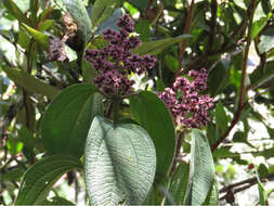 Image of Miconia asperrima Triana