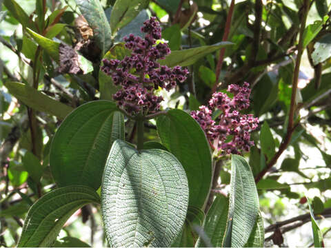 Miconia asperrima Triana的圖片