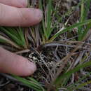 Image of Carex bigelowii subsp. arctisibirica (Jurtzev) Á. Löve & D. Löve