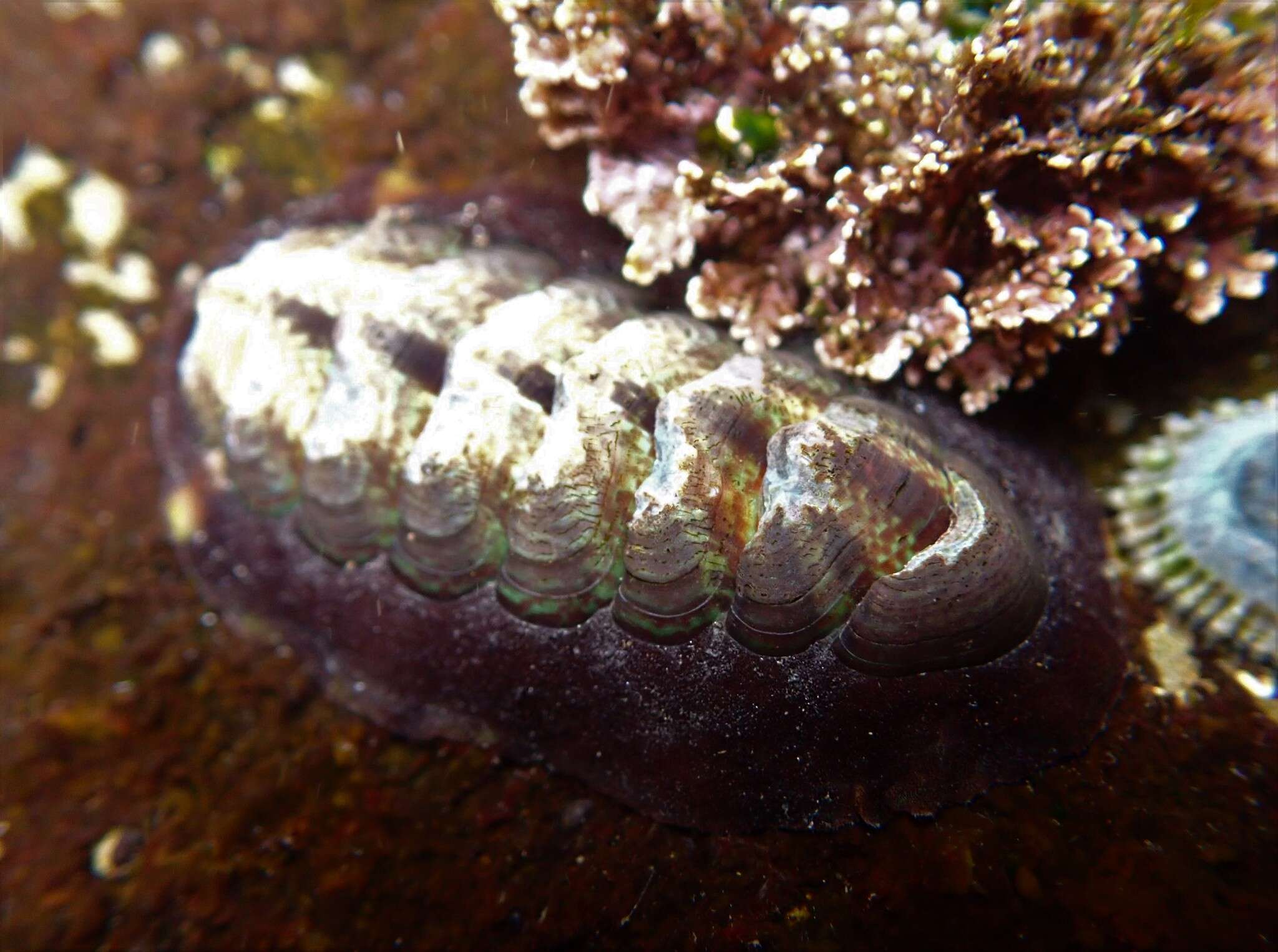 Image of Onithochiton quercinus (Gould 1846)