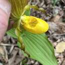 Image of lesser yellow lady's slipper