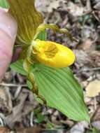 Imagem de Cypripedium parviflorum var. parviflorum