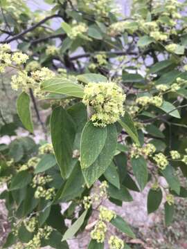 Image of Sierra nakedwood