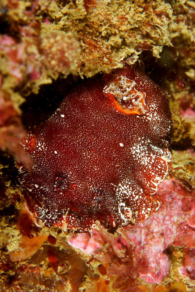 Image of redbrown leathery doris