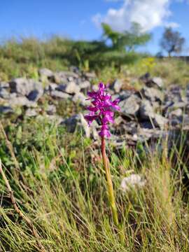 <i>Anacamptis</i> × <i>gennarii</i>的圖片