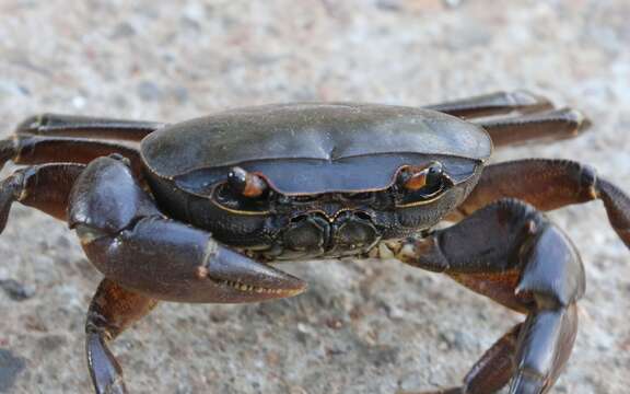 Image of Potamonautes unispinus Stewart & Cook 1998