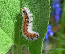 Image of Diacrisia purpurata (Linnaeus 1758)