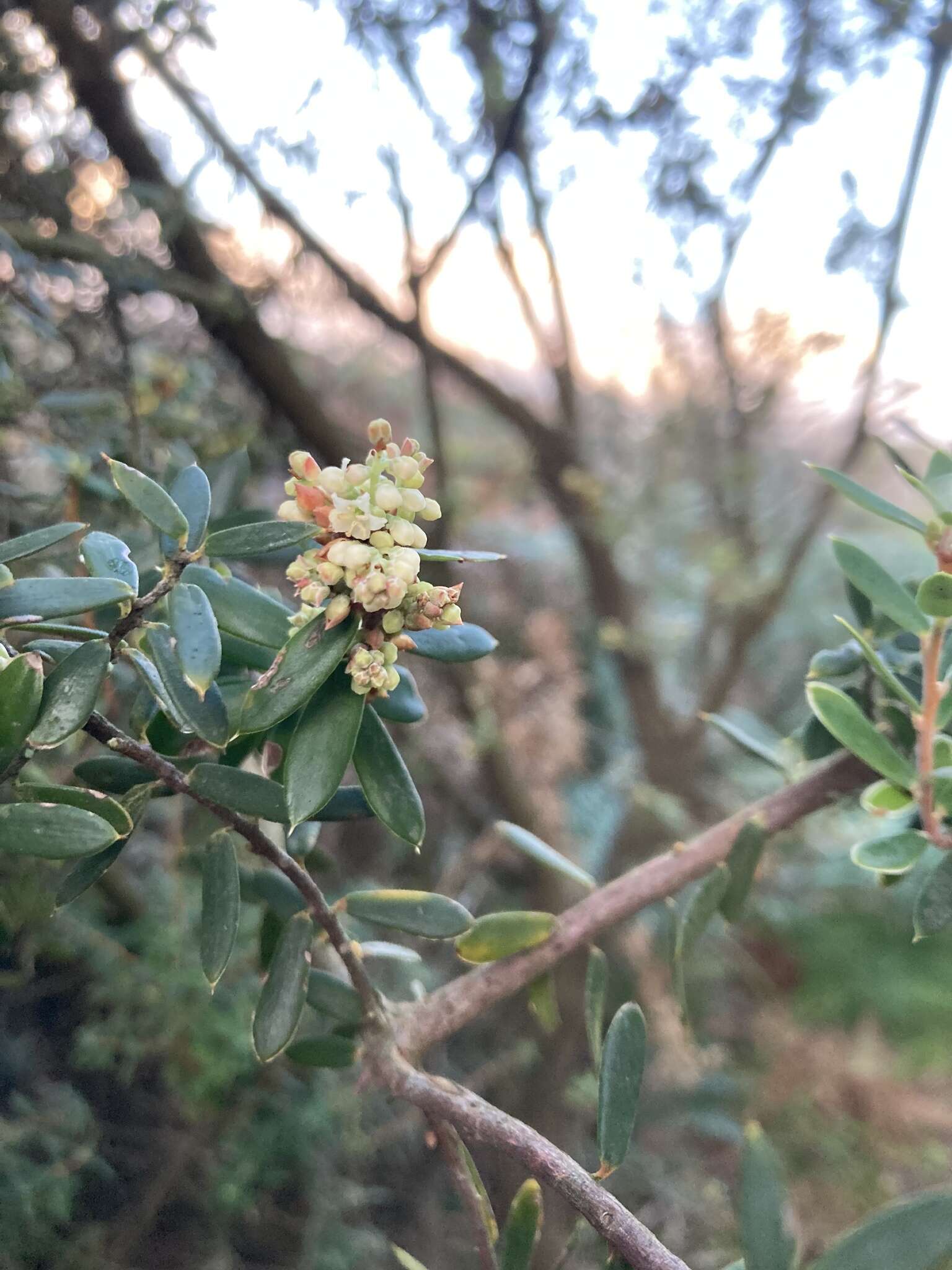 Image of Monotoca elliptica (Smith) R. Br.