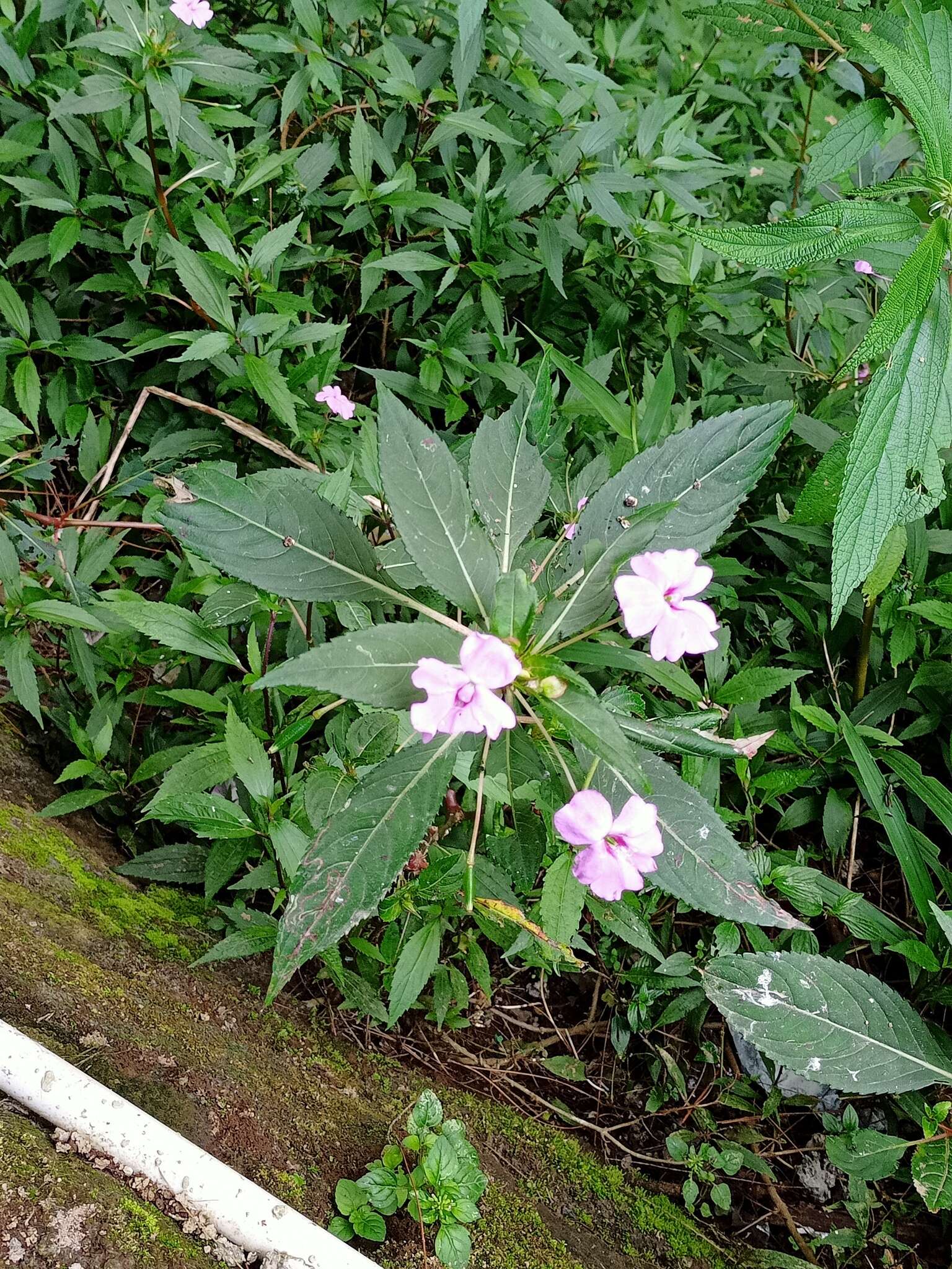 Image of Broad-petaled Balsam