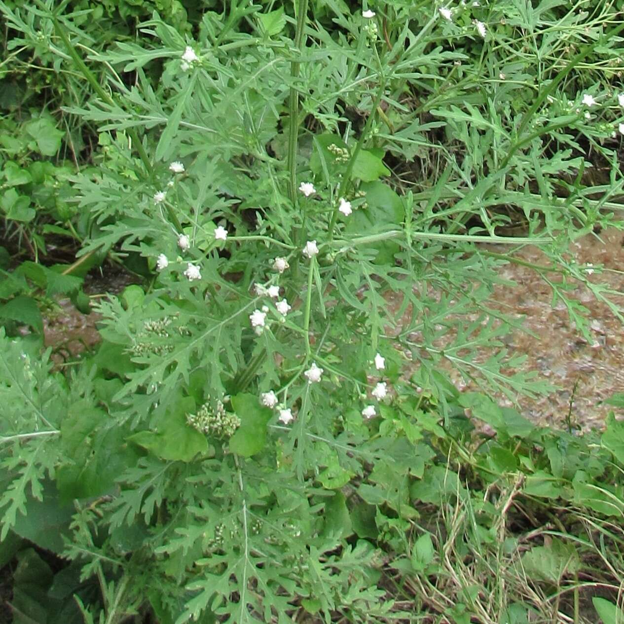 Image of Santa Maria feverfew