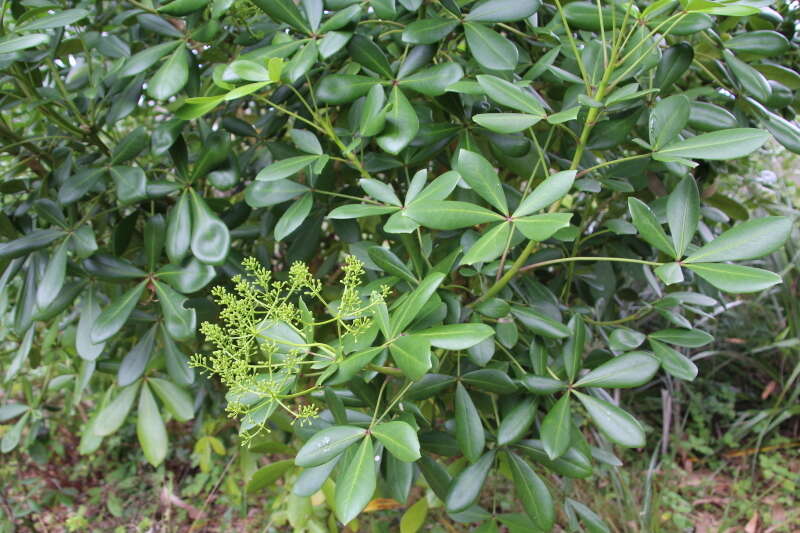 Image de Pseudopanax lessonii (DC.) K. Koch