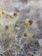 Image de Teucrium carolipaui Vicioso ex Pau