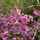 Image of Erica cubica var. cubica